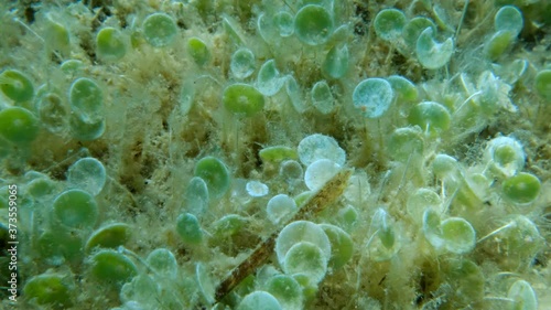 Closep-up on colony of unicellular green algae Mermaid's wine-glass or Mermaid's cup (Acetabularia acetabulum)  Adriatic Sea, Montenegro  photo