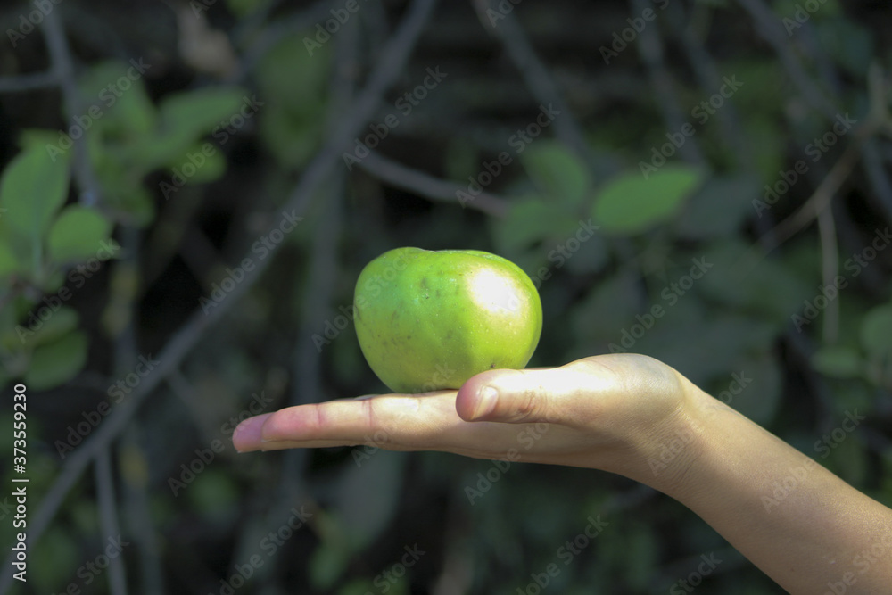 a woman's hand gives a green apple with green leaves background a woman's hand gives a green apple with green leaves background