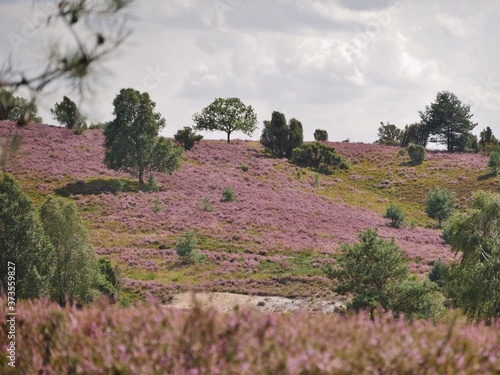 Heide auf H  geln