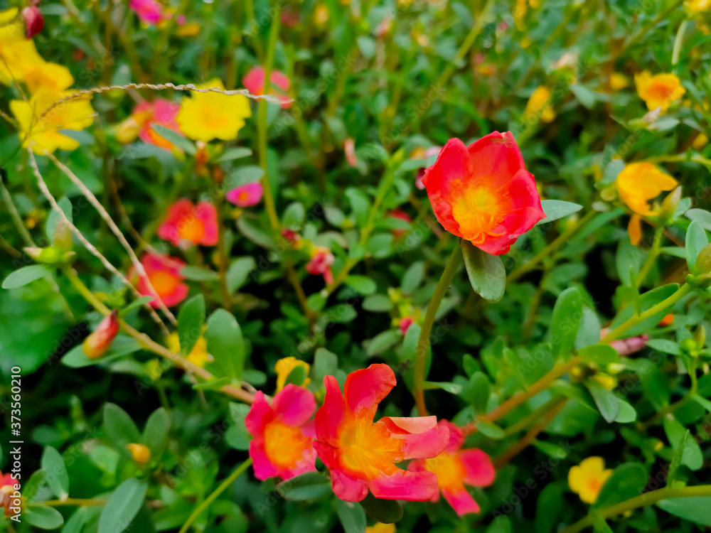 Beautiful pink portulaca oleracea flower, also known as common purslane, verdolaga, little hogweed, red root, or pursley with green leaves. Selective focus.