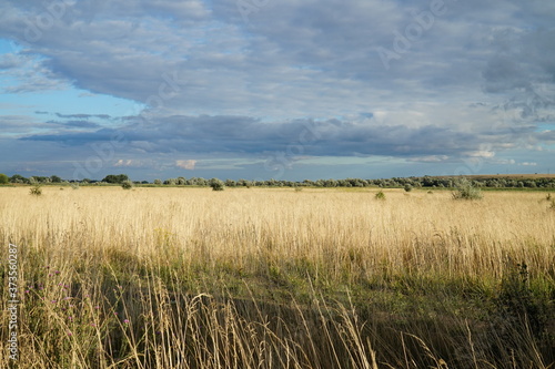 Ukrainian landscape  yellow field and blue sky