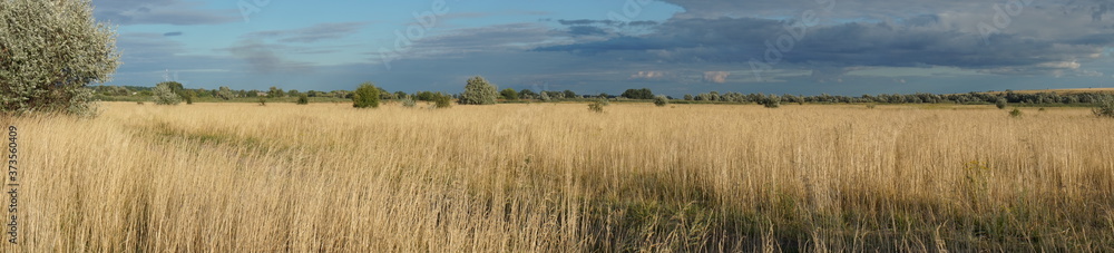 Ukrainian landscape, yellow field and blue sky