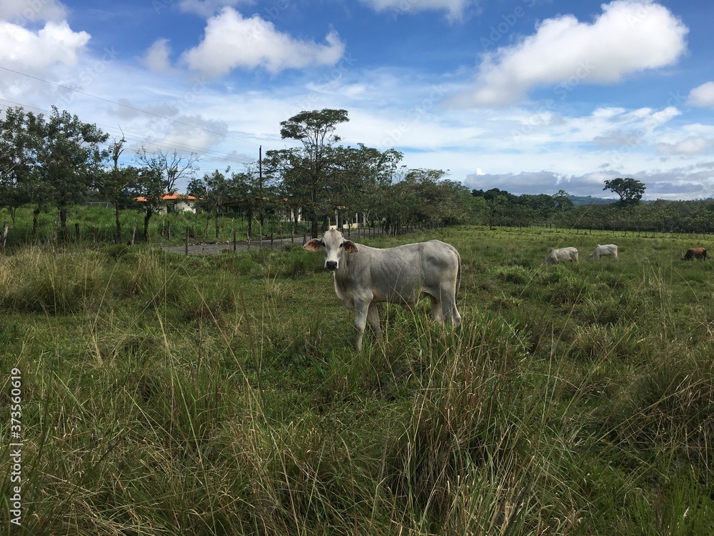 Fototapeta premium Cow in Costa Rica.