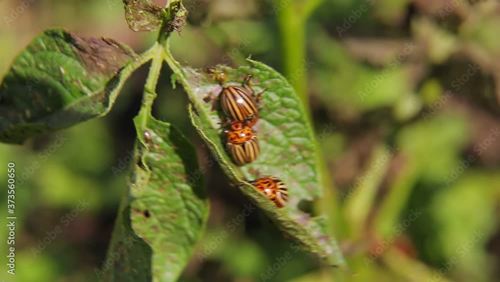 The Colorado potato beetle, a pest on potato tops, eats leaves and lays the larvae The Colorado potato beetle, a pest on potato tops, eats leaves and lays the larvae