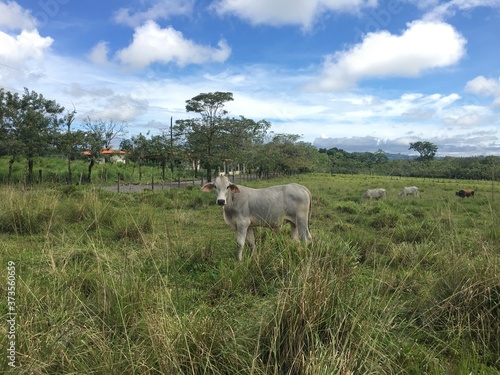 Fototapeta Naklejka Na Ścianę i Meble -  Cow in Costa Rica.