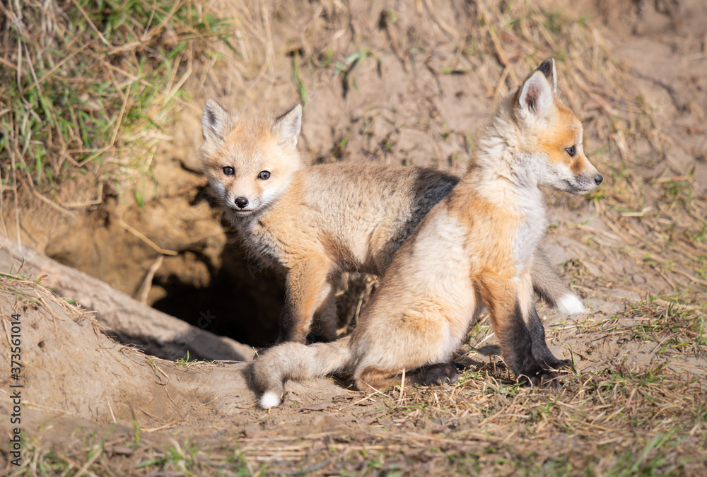 Fototapeta premium Red fox kits in the wild