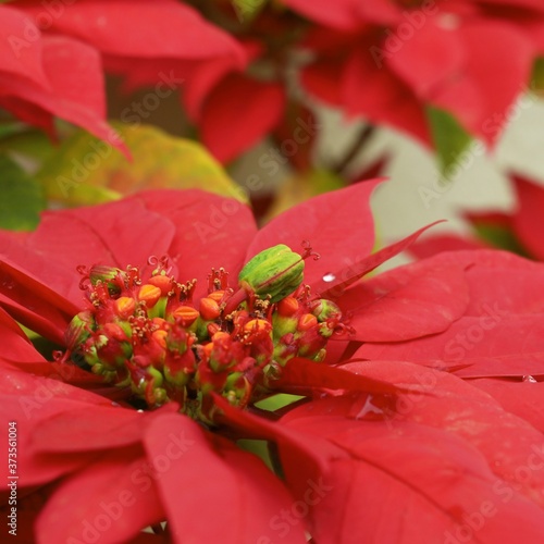 red and yellow flower