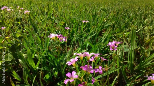 pink flowers in the grass