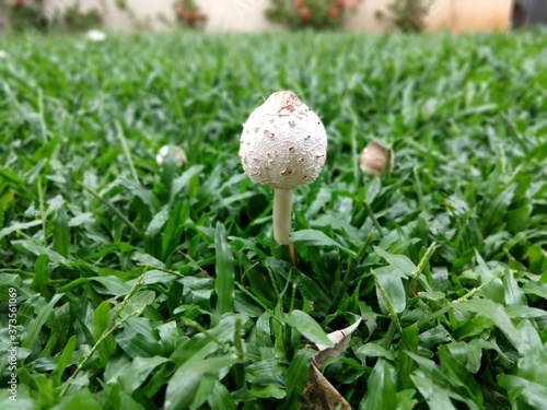 mushroom in grass
