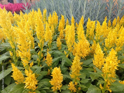 flowers in the garden