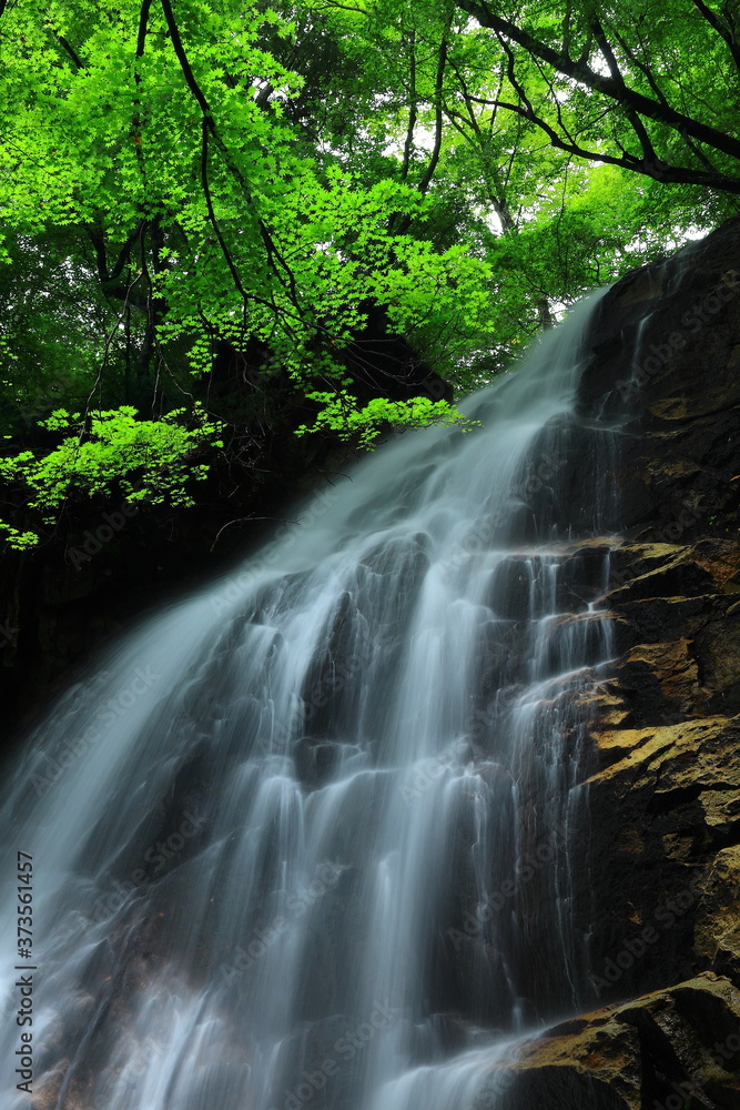 Obraz premium 夏の北の沢大滝