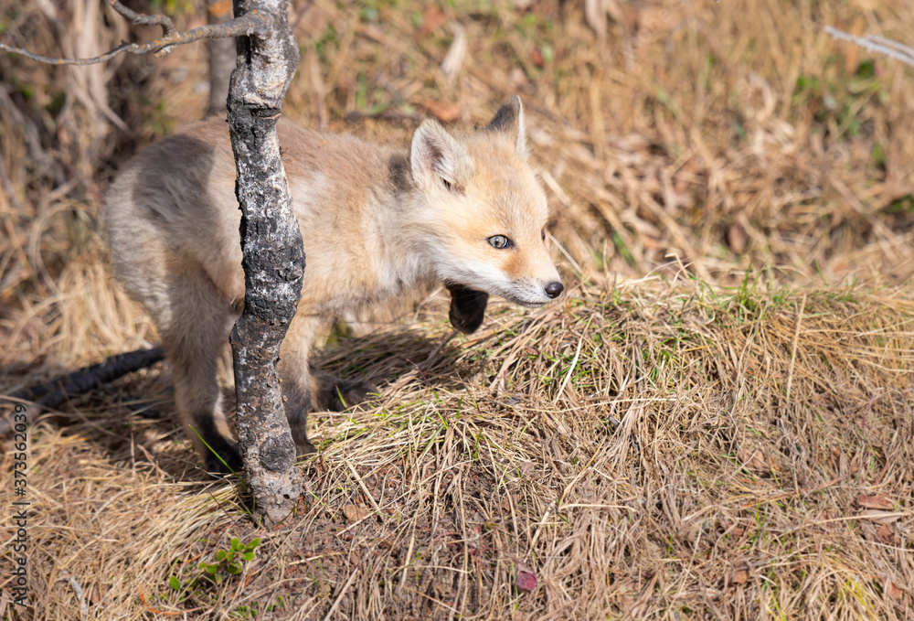 Fototapeta premium Red fox kits in the wild