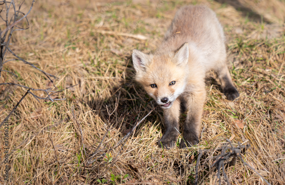 Red fox kits in the wild Red fox kits in the wild