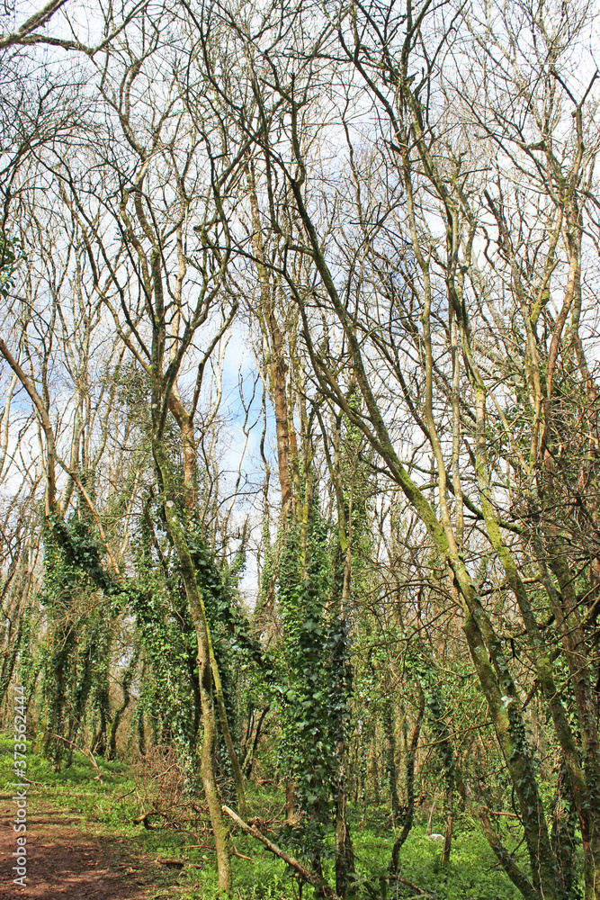 Fototapeta premium Wood in early Spring
