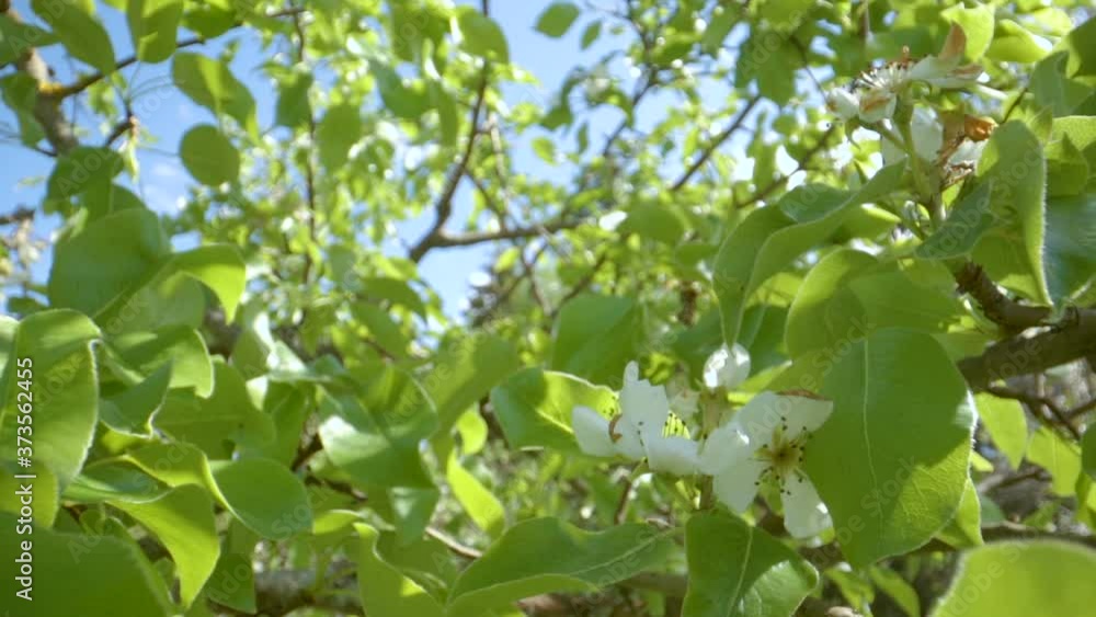The green leaves of the tree in the yard The green leaves of the tree in the yard