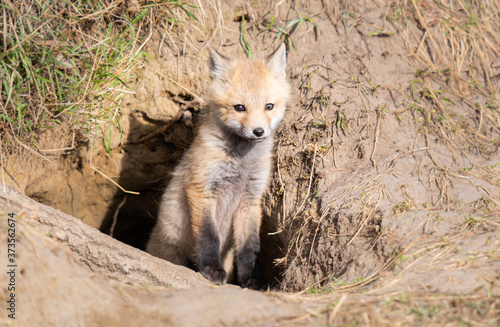 Red fox kits in the wild