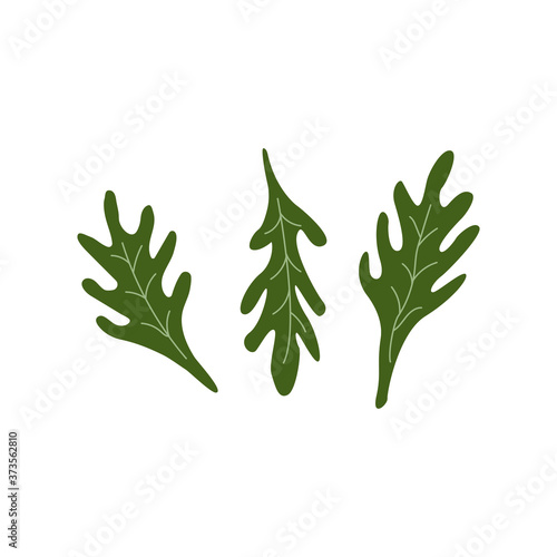 Arugula salad green leaves. Rucola. Vector cartoon