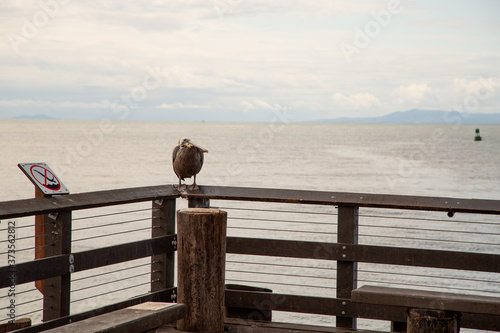 pelican at Stearns wharf in Santa Barbara © casson