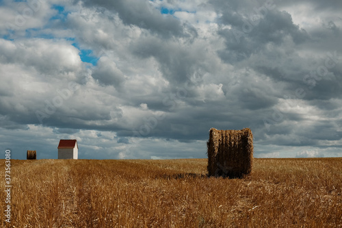 Wheat field with bales of straw in the summer.