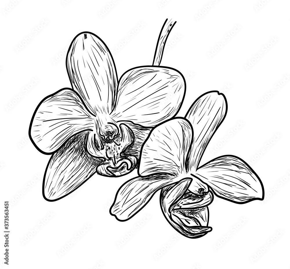 Vector illustration, isolated orchid flower in black and white colors, outline hand painted drawing