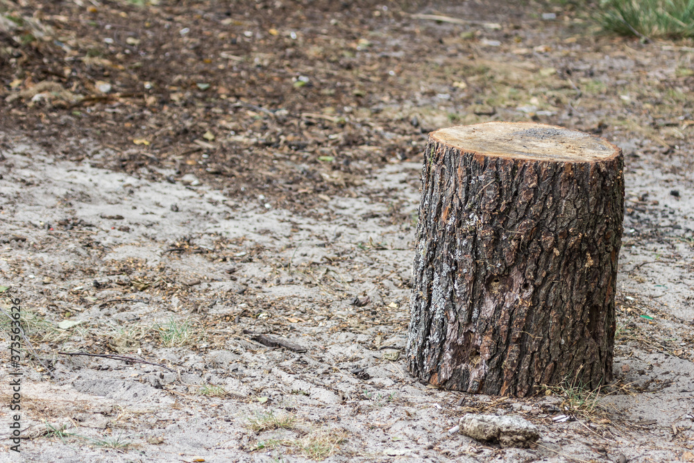 Tree stump. Deforestation. The rest of the tree. Threat to the environment. Sawed wood. Forest rejuvenation. Environment protection. Tree bark texture. Forest life. Ecologically clean area.