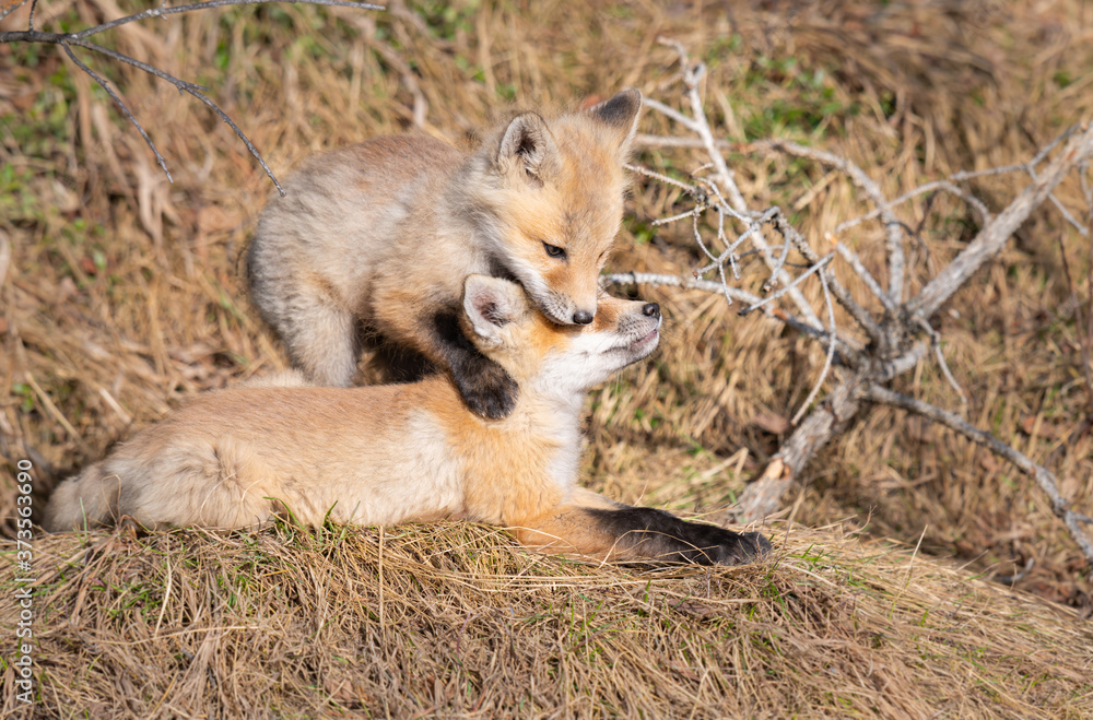 Obraz premium Red fox kits in the wild