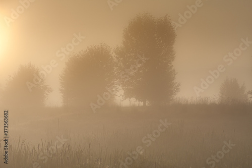 Early Morning Orange Fog in Field with Trees in Montana, U.S.A.