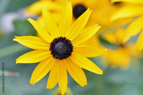 Closeup of a black eyed susan  narrow depth of field.