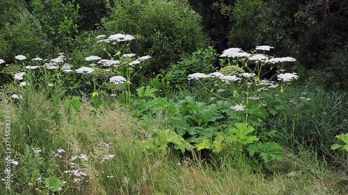 Hogweed grows on the edges of the forest. Summer season photo