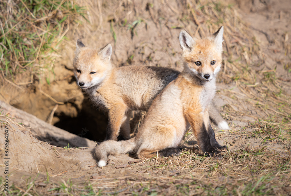 Red fox kits in the wild Red fox kits in the wild