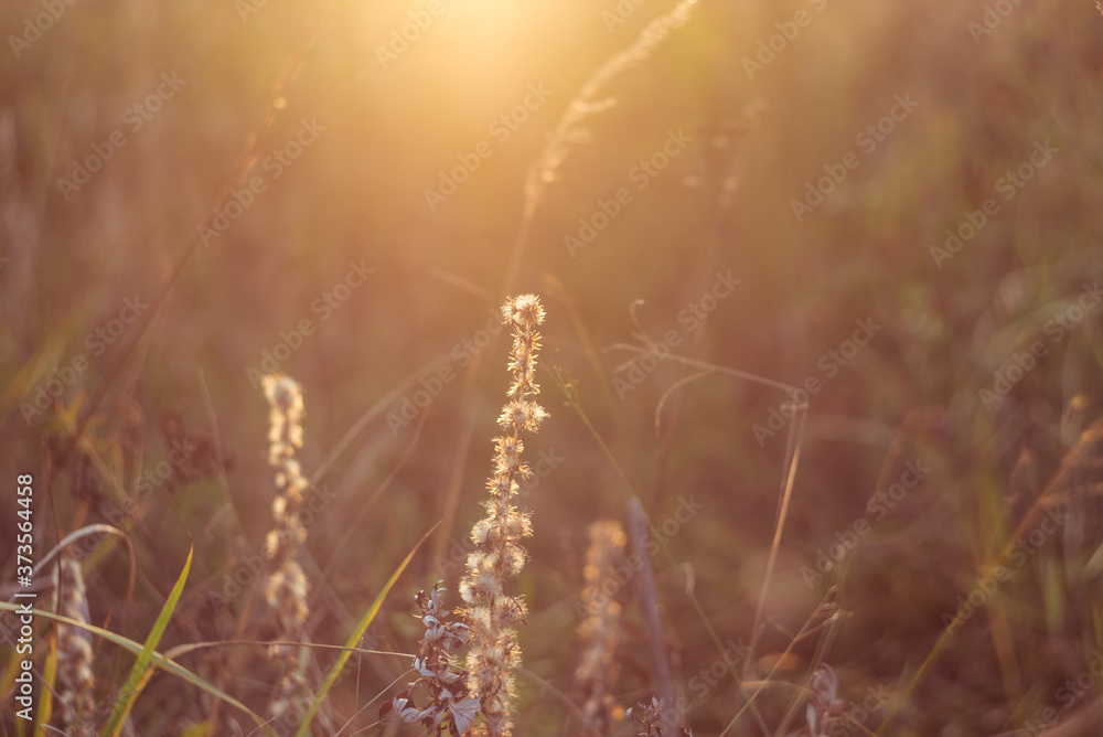 Fototapeta premium Prairie landscape with grasses, meadows, trees and a bright blue sky with white clouds.