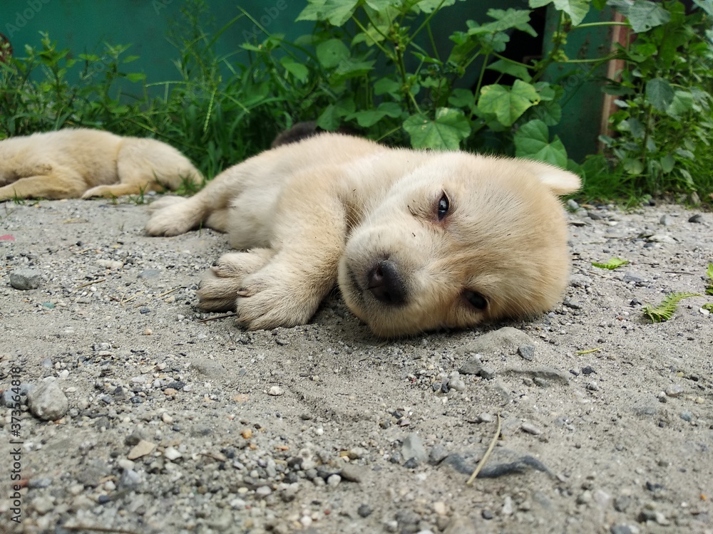 sleeping baby dog