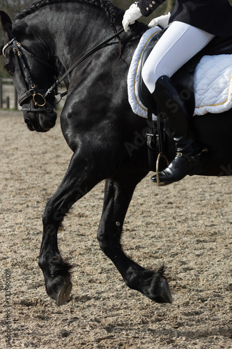 Detail of the special dressage breed Friesian Horse in black with shiny fur riding in a paddock