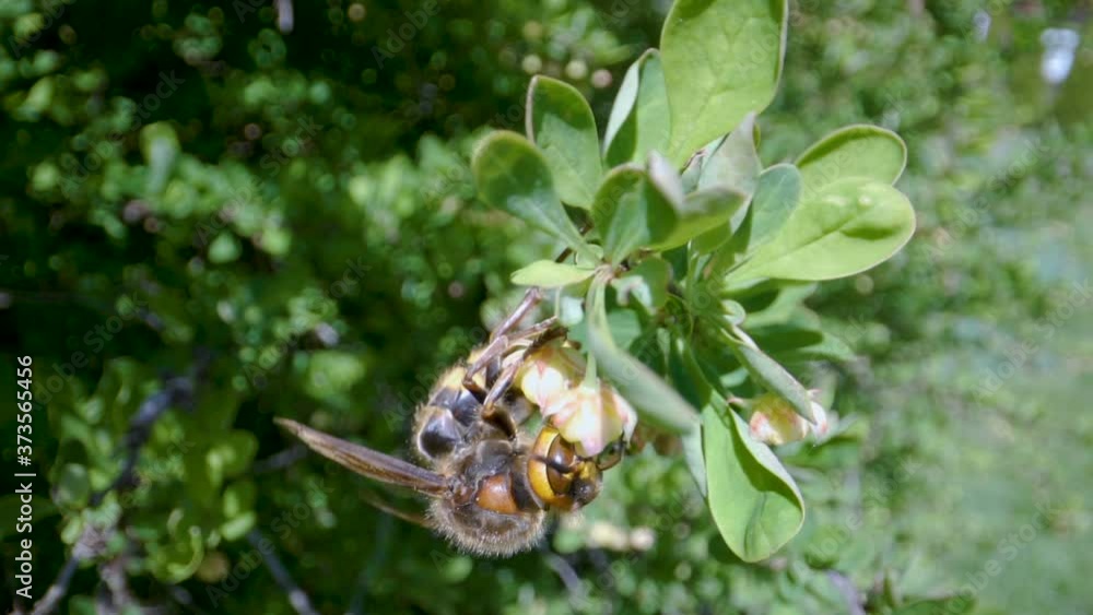 Closer look of the bee hanging on the flowers Closer look of the bee hanging on the flowers
