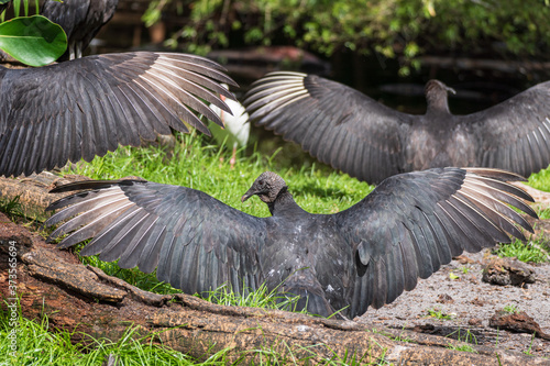 American black vultures (Coragyps atratus) sunning - Florida, USA photo