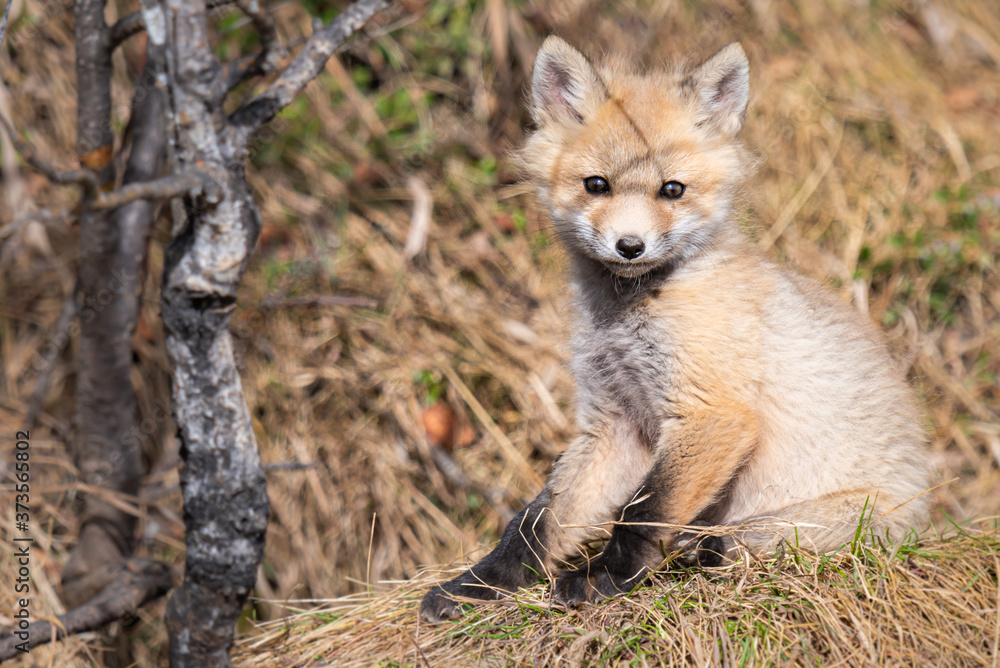 Red fox kits in the wild Red fox kits in the wild