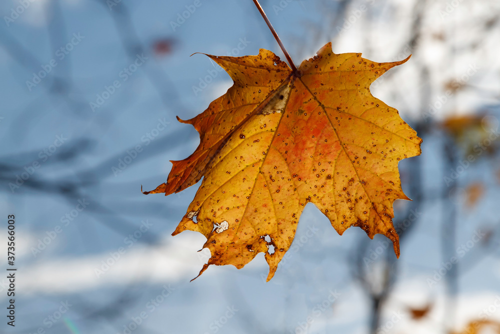 a last remaining maple leaf in autumn