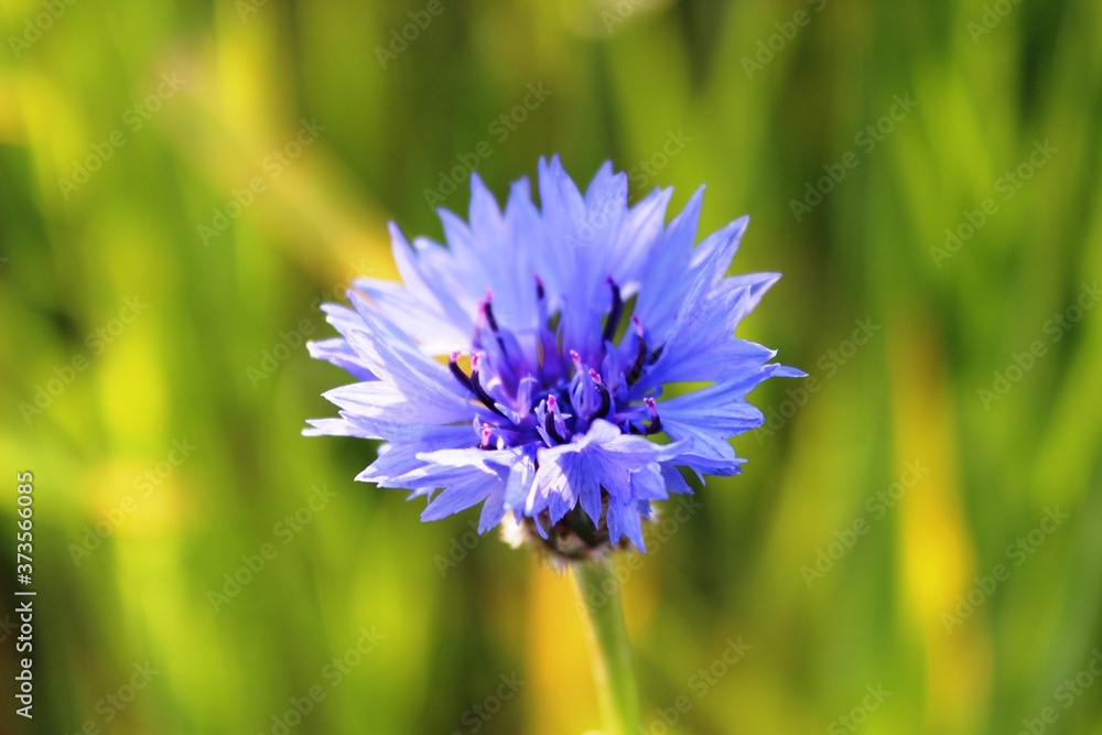 Blumen Blumen