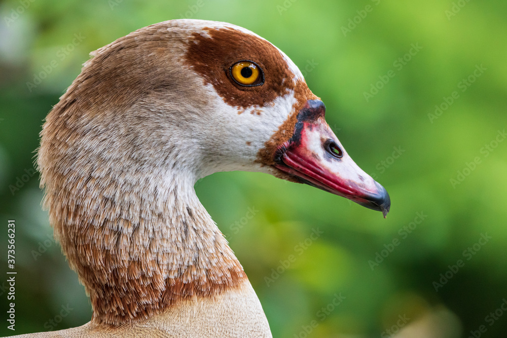 Egyptian goose (Alopochen aegyptiaca) closeup of head - Davie, Florida, USA Egyptian goose (Alopochen aegyptiaca) closeup of head - Davie, Florida, USA