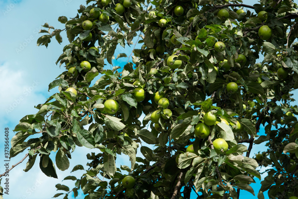 Branches of apple tree with ripe fruits on blue cloudy sky background. Copy space Branches of apple tree with ripe fruits on blue cloudy sky background. Copy space