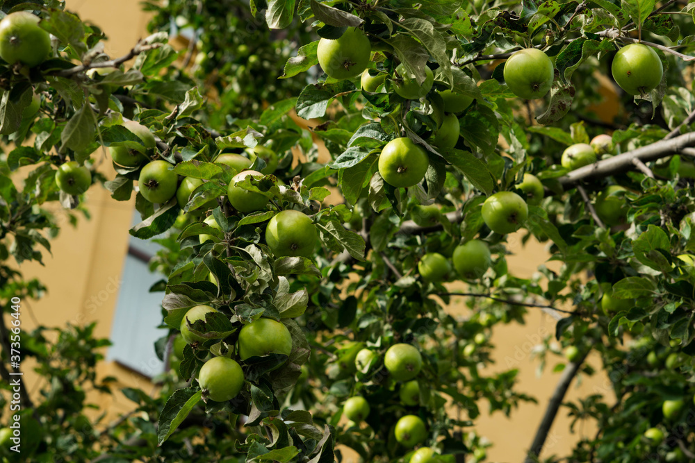 Close-up of harvest of ripe green apple fruits hanging from tree branches. Copy spase