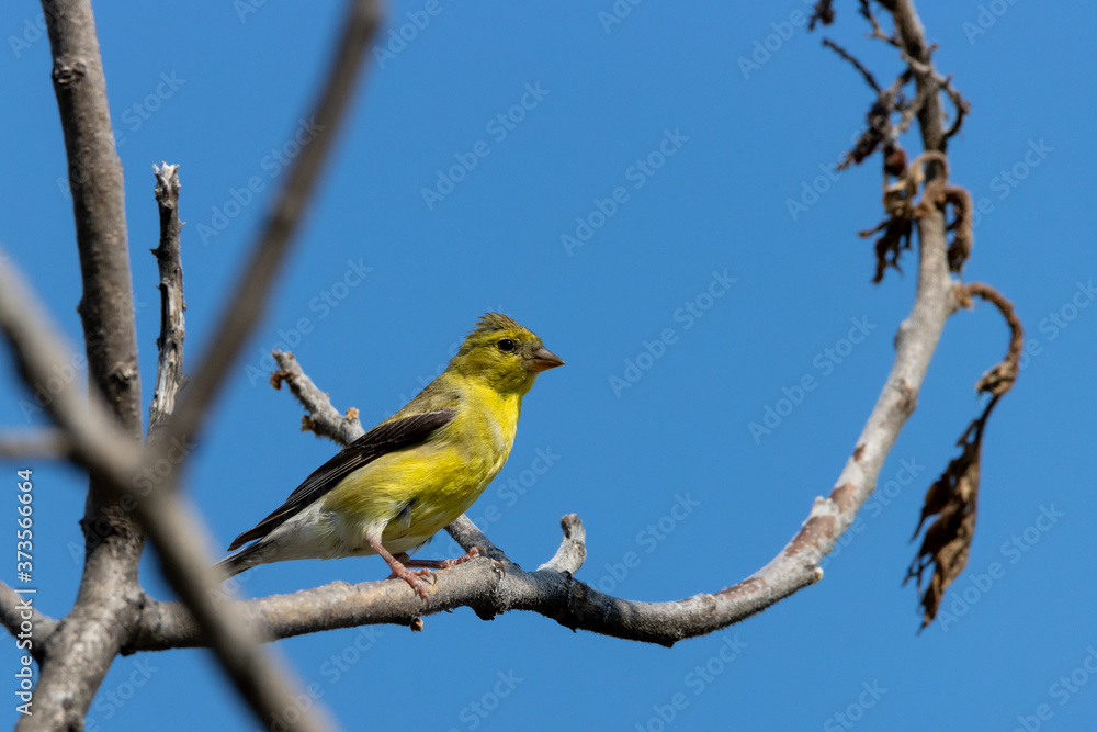 American Goldfinch perched on sumac tree branch American Goldfinch perched on sumac tree branch