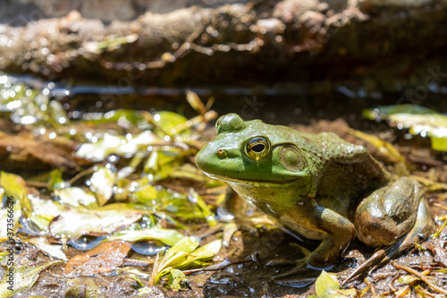 Fotografie Large adult American Bullfrog wide shot