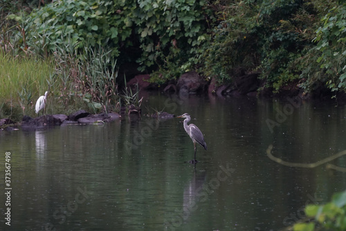 gray heron in water