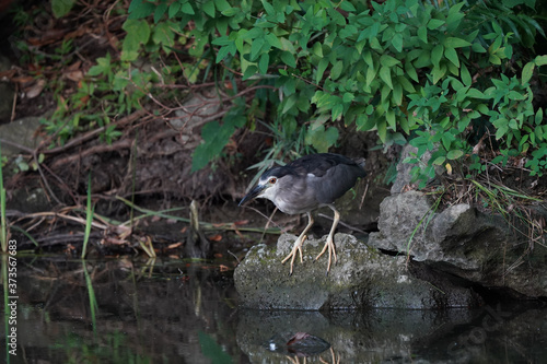 black crowned night heron in forest © Matthewadobe