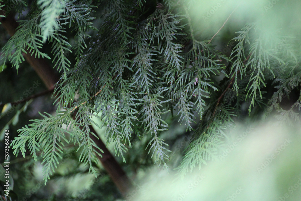 green leaves of thuja needle