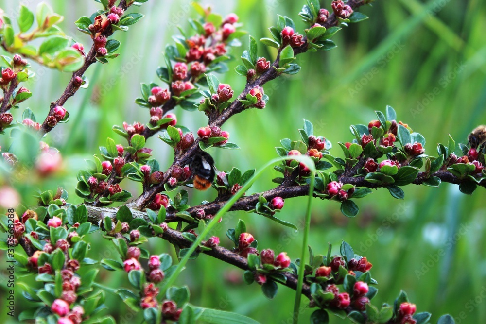 Obraz premium Blumen