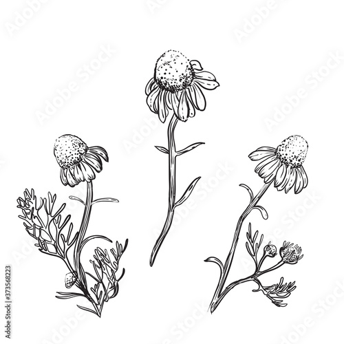 Detailed hand drawn ink black and white illustration set of chamomile, leaf, flowers. sketch. Vector. Elements in graphic style label, card, sticker, menu, package