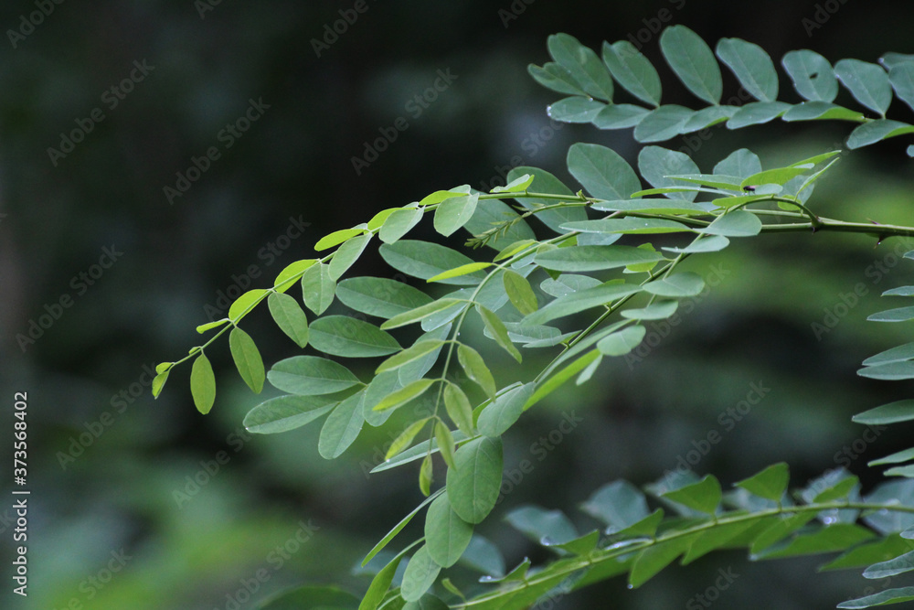 Fototapeta premium green acacia leaves in summer