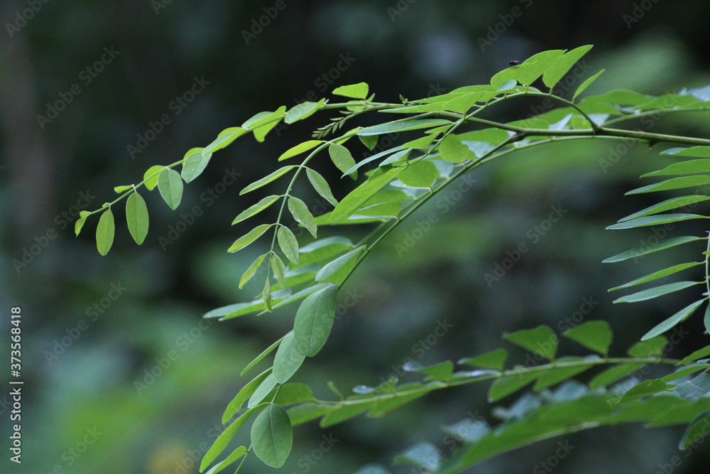 green acacia leaves - obrazy, fototapety, plakaty 